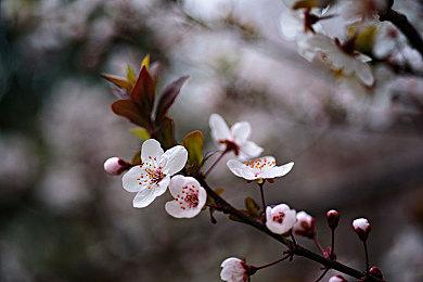 《赛博朋克2077》“往日之影”坐拥CDPR开发人数之首